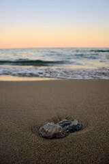 A small jellyfish lies on a sandy sea beach against a blurred background of the evening sky