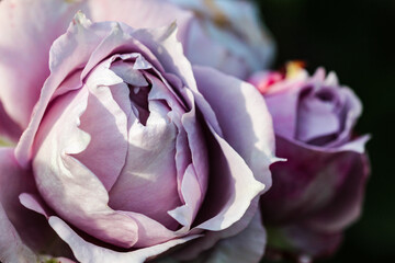 Fototapeta na wymiar Light purple rose flower with a bud in the background