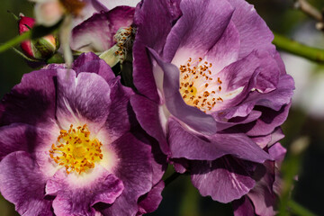 Purple rose flowers with buds in the background
