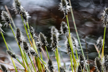 Swamp plants with light from behind and blurred water in the background