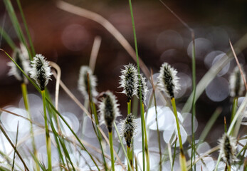 Swamp plants with light from behind and bokeh effect