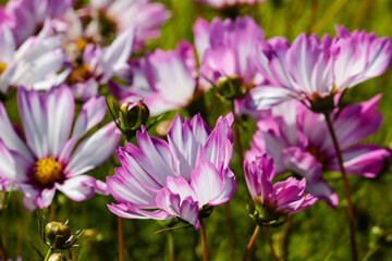 White pink flowers in the garden in backlight