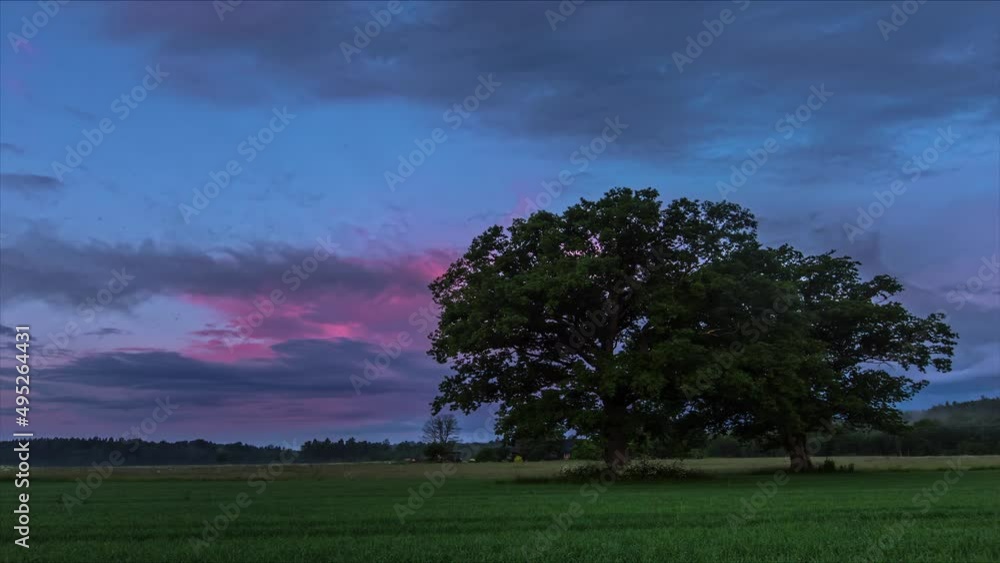 Poster black clouds blowing over two trees surrounded by green grasslands in timelapse in the spring evenin
