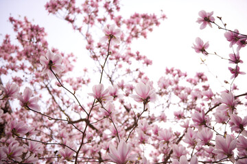 Spring flowering magnolia tree white and pink flowers.