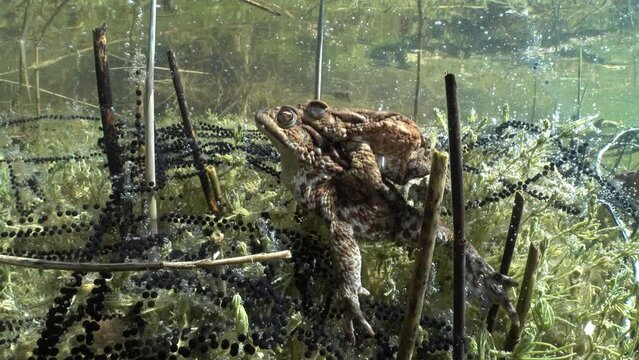 Common toad (Bufo bufo) pair is lying on the bottom of clear-watered lake, the gelatinous egg strings tangled in plant stalks. Estonia.