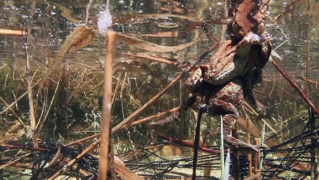 Common toad (Bufo bufo) pair is swimming around the shallow edges of the lake, the gelatinous egg strings tangled in plant stalks.