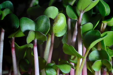 selective Close-up of green seedlings. Green sprouts growing from seed