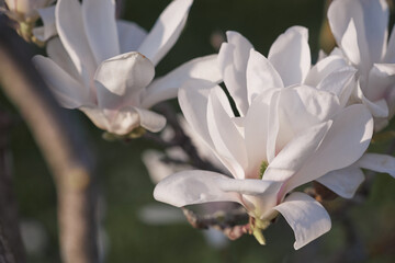 Spring flowering magnolia tree white and pink flowers.