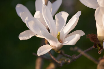 Fototapeta premium Spring flowering magnolia tree white and pink flowers.
