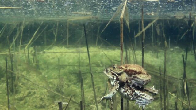 Common toad (Bufo bufo) pair is swimming around the shallow edges of the lake.
