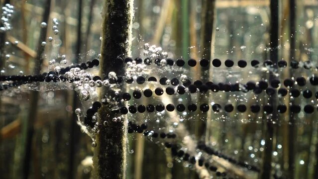 Common toad (Bufo bufo) spawn strings underwater attached on plants in shore water. Close-up view.