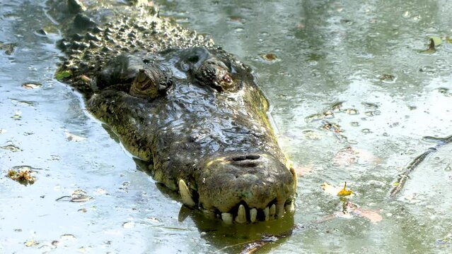 close-up of big Jaws and head of a crocodile