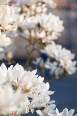 Spring flowering magnolia tree white and pink flowers.