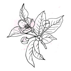 Botanical sketch of spring flowering branch in minimalistic style.