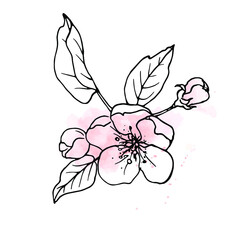 Botanical sketch of spring blooming twig.