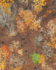 autumn leaves background