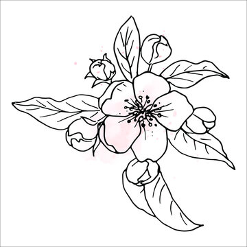 Botanical sketch of spring blossoming branch of apple tree.