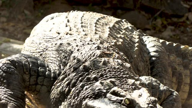 Massive Crocodile walking to the waters