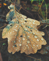 leaf with dew
