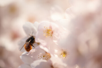 A bee collects nectar in white flowers.