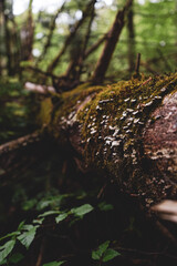 tree in the forest