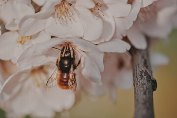 A bee collects nectar in white flowers.