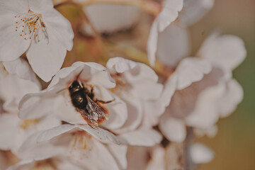 A bee collects nectar in white flowers.