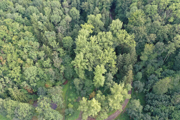 trees in the mountains