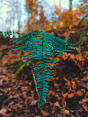 autumn leaves on the ground