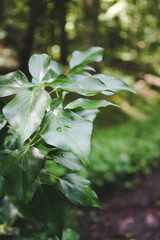 flowers in the forest