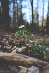 mushroom in the forest