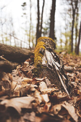 autumn in the forest