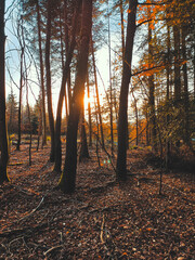 autumn forest in the morning