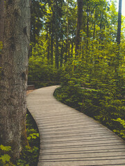 path in the forest