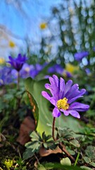 Fototapeta premium Spring time in UK, flowers.