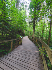 boardwalk in the forest