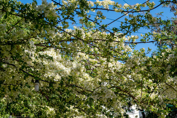 Bougainvillea spectabilis evergreen, white flower blooming thorny plant background.