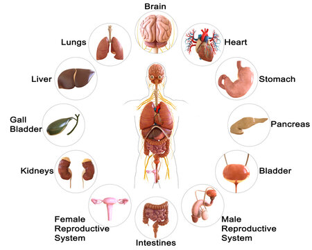 Human body internal organs anatomy 3D Rendering