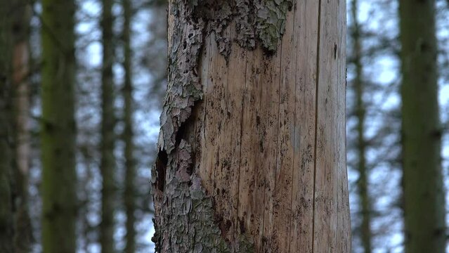 Waldsterben, Sch&auml;den durch Borkenk&auml;fer in einem Fichtenwald
