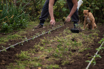 Fototapeta premium Sembrando pimientos en el huerto ecológico y sostenible en compañía de su mejor amigo el perro.