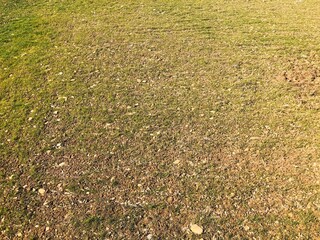 grass on the ground