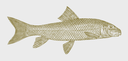 Shorthead Redhorse moxostoma macrolepidotum, freshwater fish from North America in side view