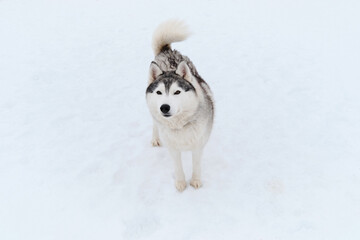 Dog looks like wolf. Portrait of gray white Siberian husky on background of white snow. Beautiful and fluffy northern sled dog breed.