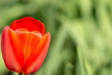 Obraz premium Flower Greeting Card. One tulip flower. Spring and Easter background with a tulip in the spring garden. Close-up of a red tulip on a green background. Background with a spring red flower