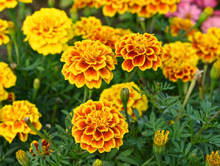 marigold in bloom, orange yellow bunch of flowers, green leaves, small shrub