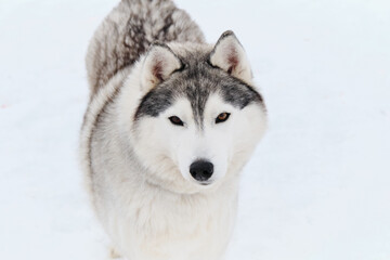 Dog looks like wolf. Portrait of gray white Siberian husky on background of white snow top view. Beautiful and fluffy northern sled dog breed.