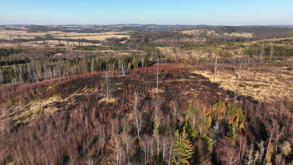 Forest after fire flame drone aerial drought dry black earth ground vegetation wild stand green...