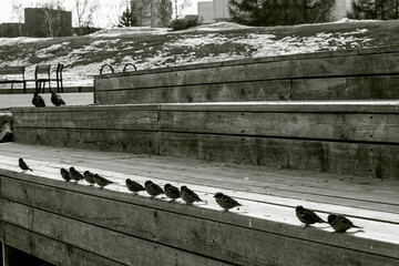 flock of sparrows sit in a row on wooden boards on the city embankment. Selective focus - Powered by Adobe