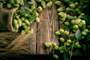 The main brewery ingredients- green hop cones and barley ears on a rustic wooden table surface. Oktoberfest beer concept. Product background. - obrazy, fototapety, plakaty
