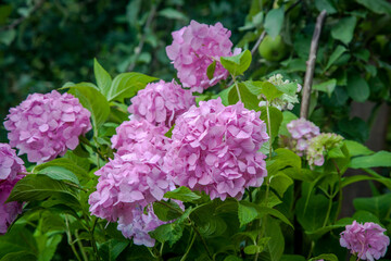  Blooming hydrangea close-up. Lush flowering hortensia.  Pink hydrangea in bloom